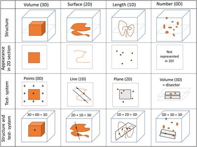 Acinar micromechanics in health and lung injury: what we have learned from quantitative morphology